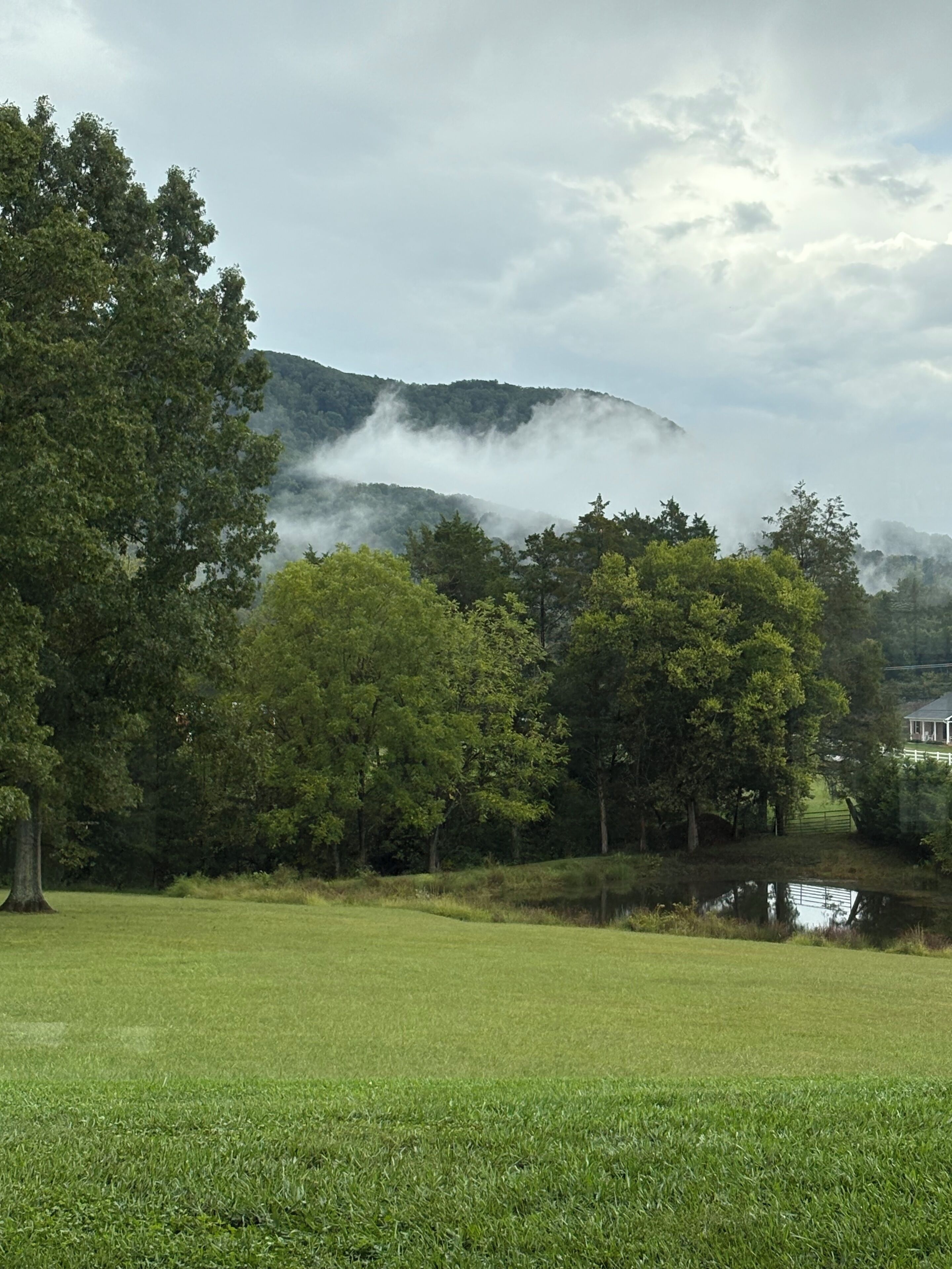 Un champ verdoyant, parsemé d’arbres, avec une montagne en arrière-plan.