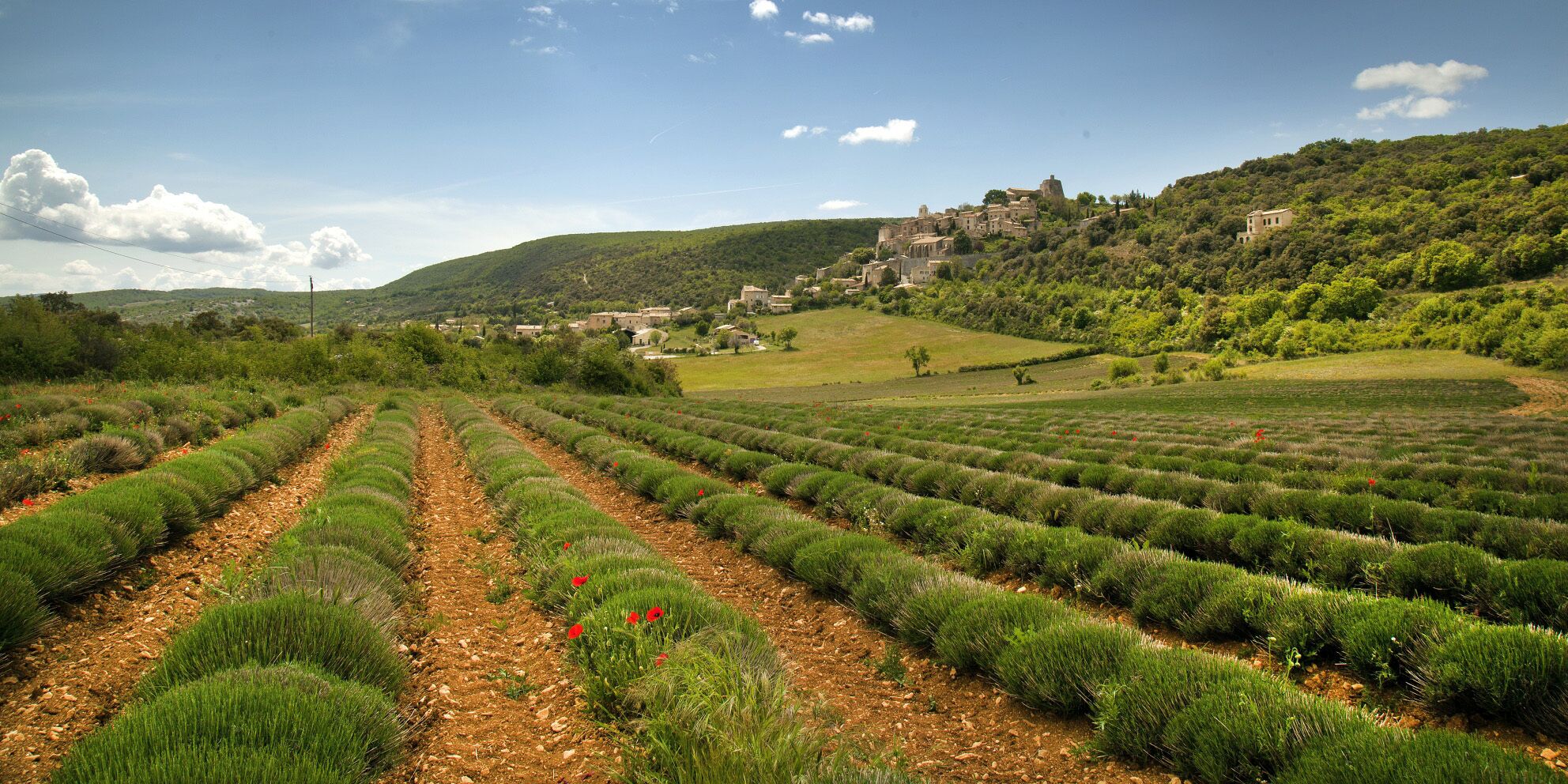 Campo de lavanda con hileras de plantas y un edificio histórico en una colina al fondo.