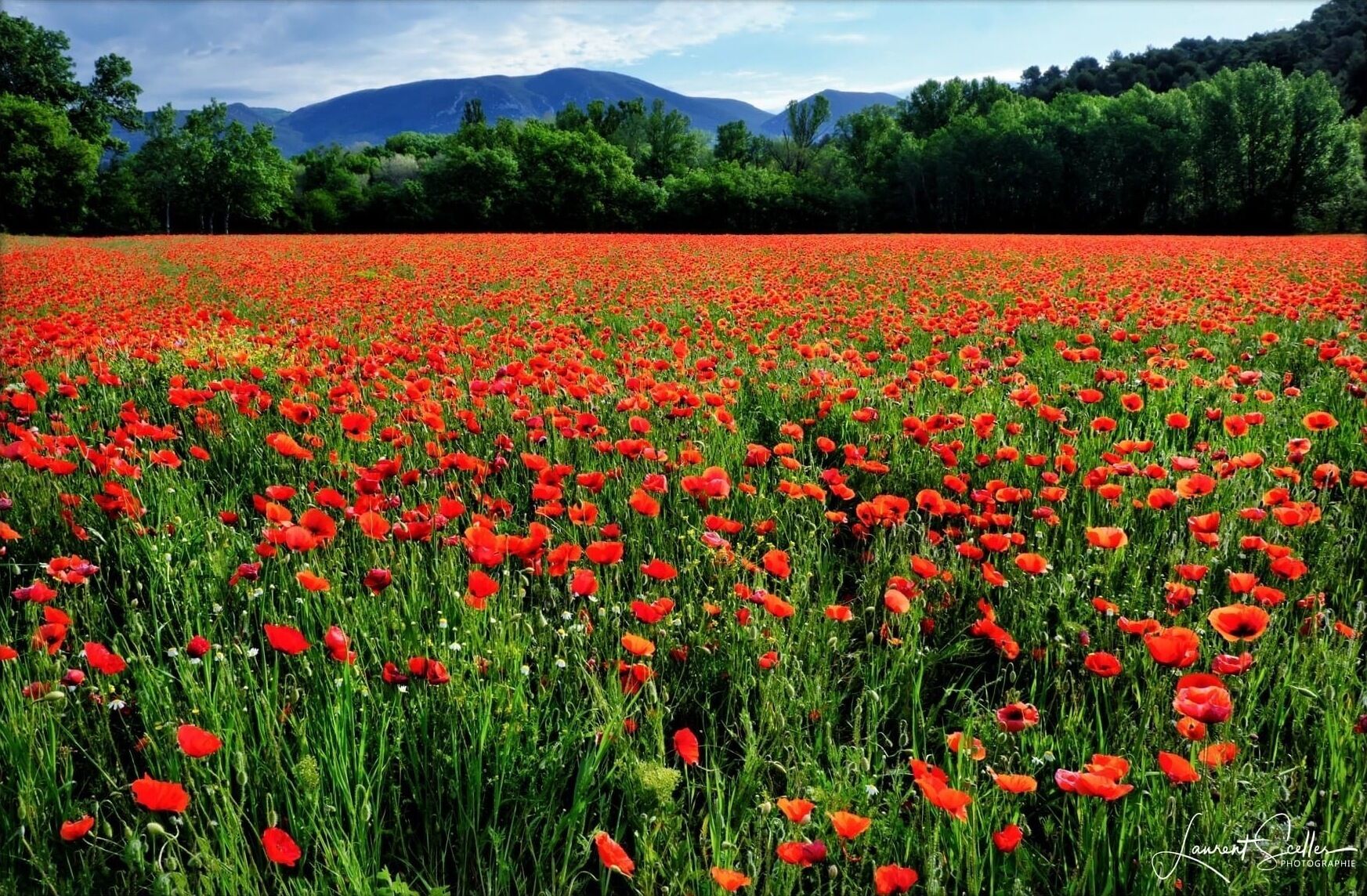 A field of red poppies with a mountain range in the background.