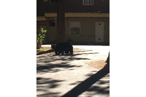 Exterior - 12-The Wee Washoe pet-friendly studio, # 12 (South Lake Tahoe)