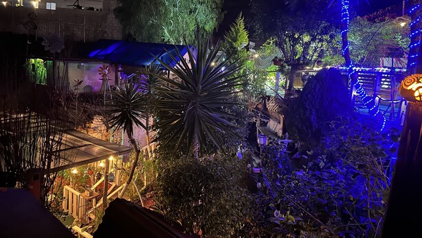 Ein nächtlicher Garten mit verschiedenen Pflanzen und Bäumen, beleuchtet von blauen und weißen Lichtern.