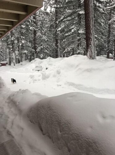 02-The Bear Paw Pet friendly King studio #2