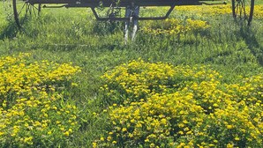 A red barn with a metal structure in front. - Comfy Farmstay. Les Cheneaux Islands, Near to Mackinac Is., fresh eggs. Trails. (Hessel)