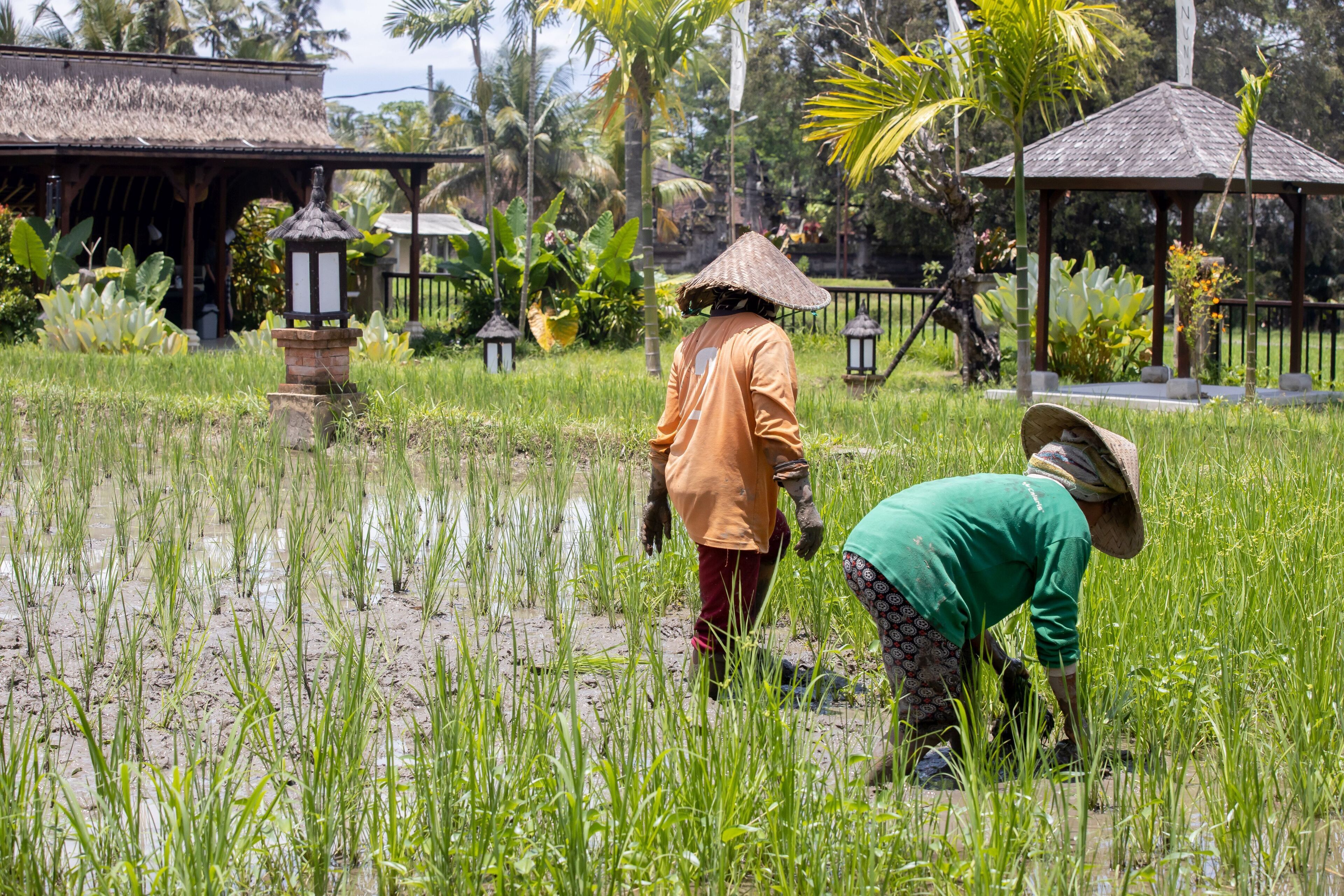 Foto - Anumana Village Ubud