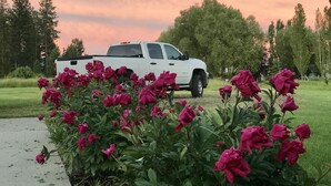 En vit pickup-truck står parkerad på en betonggång, och i förgrunden syns ett överflöd av lysande rosa blommor.