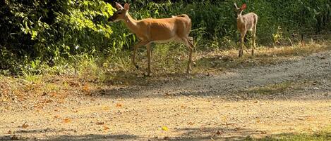 A dirt path with two deer, one adult and one juvenile, in a natural setting with dense foliage in the background.