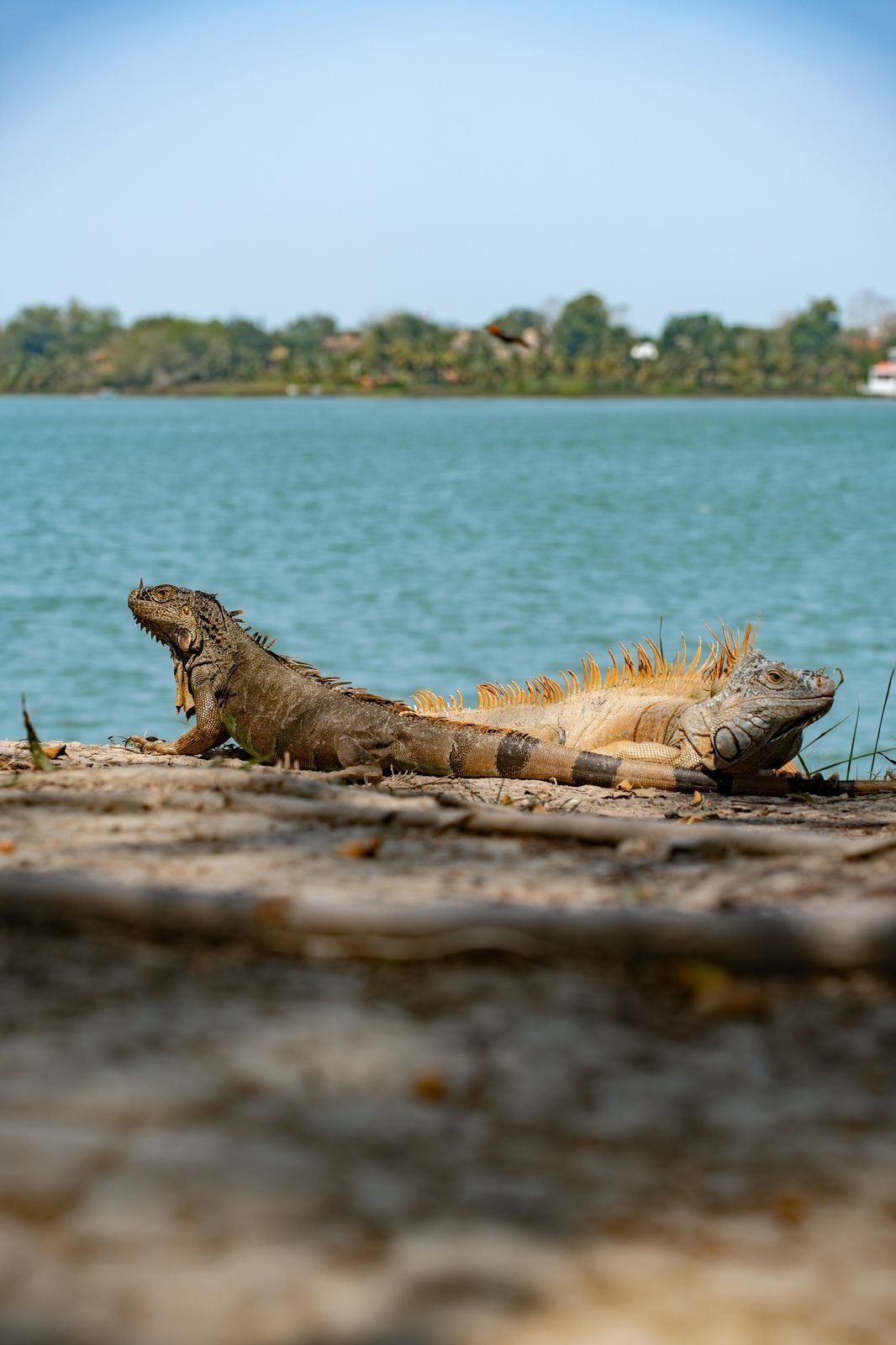 A large iguana on a rocky shore by a body of water.