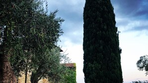 A stone building with a rustic appearance, surrounded by lush greenery and a tall, slender tree. - Charming Cottage overlooking the pool and the beautiful Tuscan landscape  (Toscana)