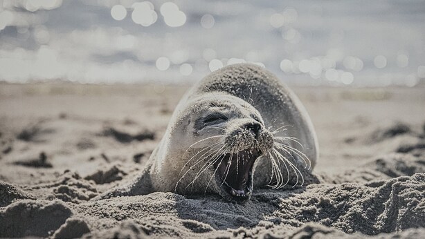 Een zeehond rustend op een zandstrand, met een onscherpe achtergrond van water en lichtjes.