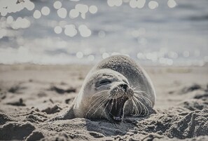 A seal resting on a sandy beach with a blurred background of water and lights. - Sielzeit - Ankommen - Entspannen - Wohlfühlen (Greetsiel)