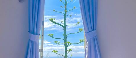 A window with blue curtains, a clear sky, and a tree outside.