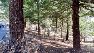 A forested area with tall trees and a dirt path.