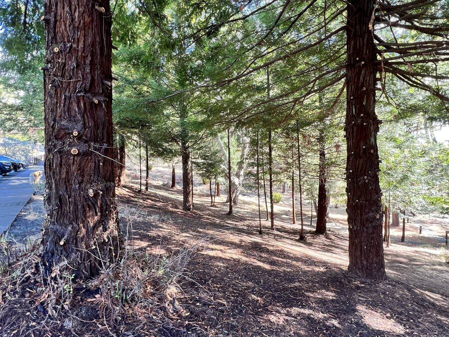 A forested area with tall trees and a dirt path.