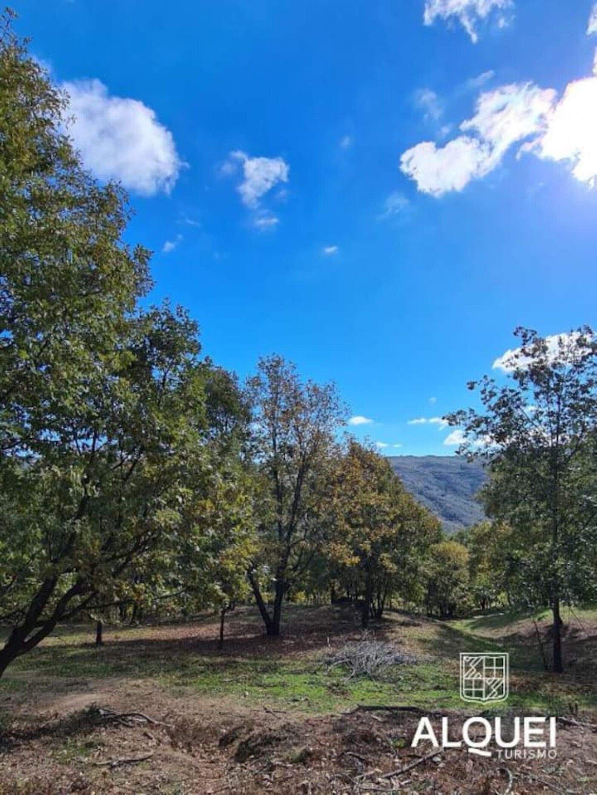 Un paisaje con árboles y cielo despejado.