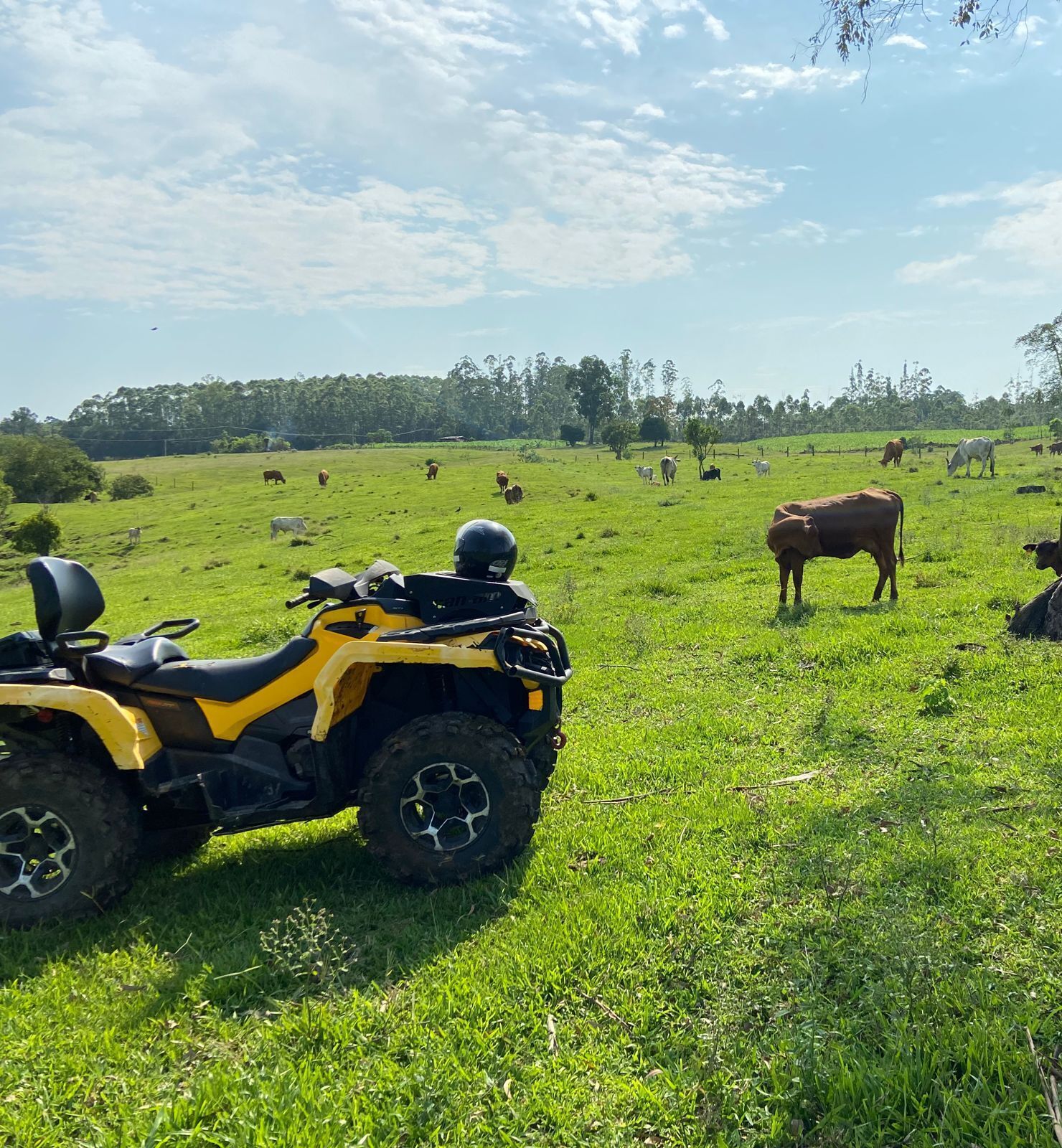 Un vehículo todo terreno amarillo estacionado en un campo con vacas al fondo.