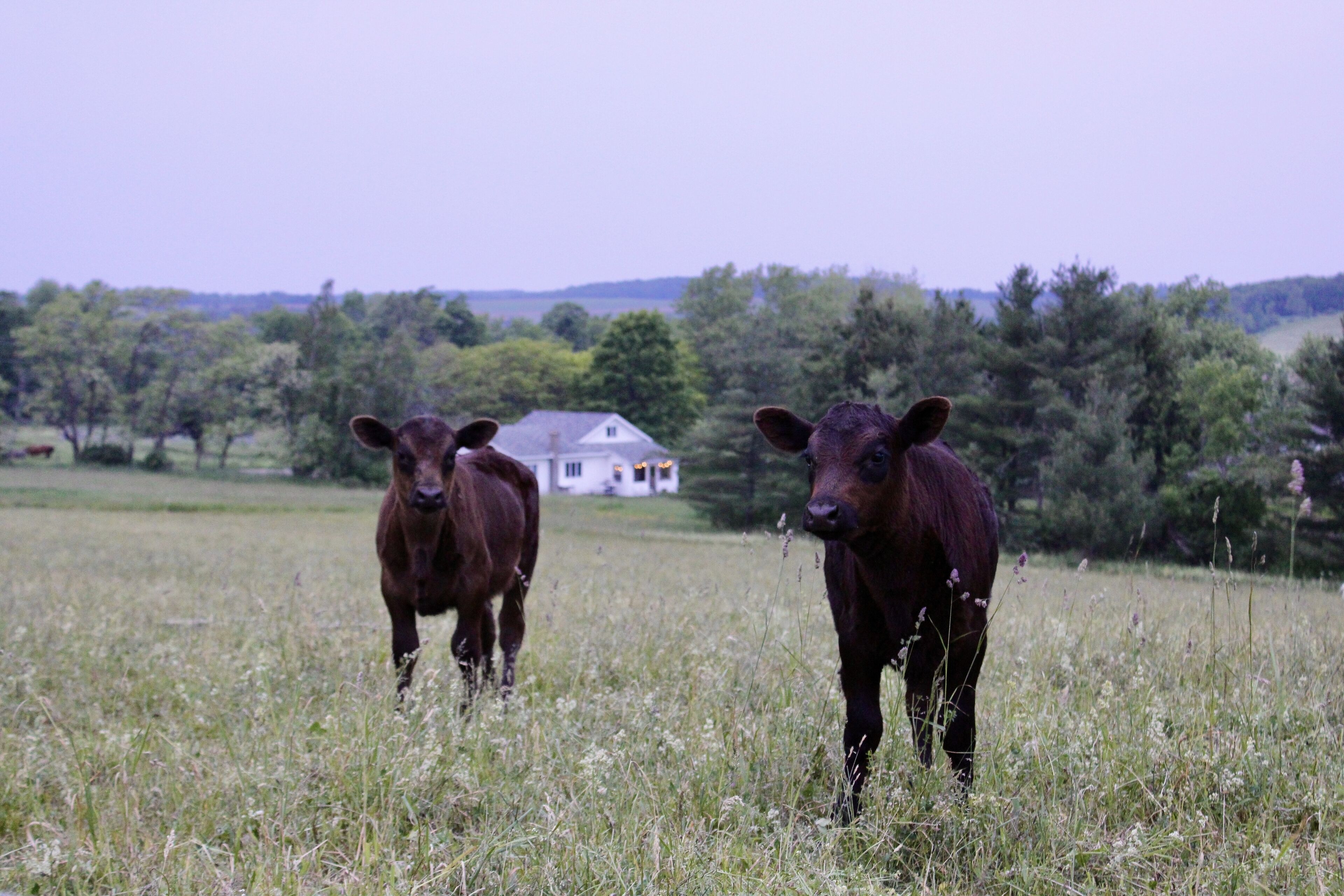 Two cows in a grassy field with a house in the background.