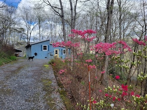 Uma cabana rústica com um caminho de cascalho que a leva, rodeada por árvores e flores cor-de-rosa desabrochando.
