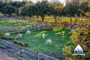 Experience the serene beauty of Legacy Farms, surrounded by lush trees and grazing sheep in a peaceful rural setting.