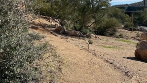 Een woestijnlandschap met cactussen en schaarse begroeiing.