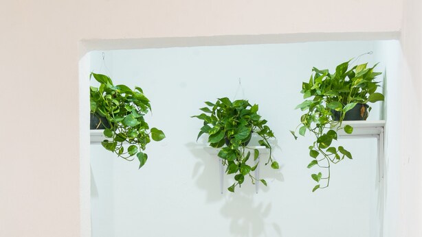 A small room with two black chairs, a small table, and three hanging plants. - Acogedor y Amplio Departamento Roma Nte (Mexico City)
