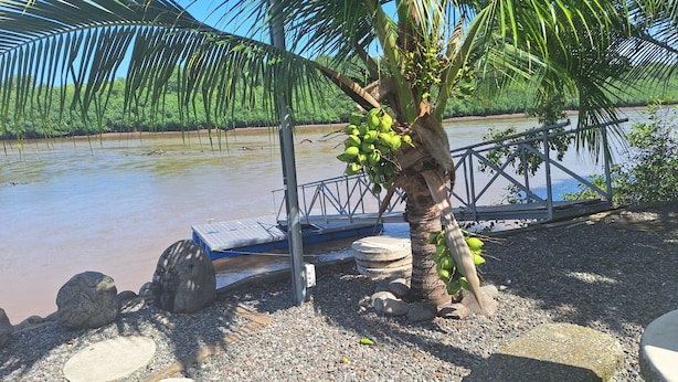Eine Palme mit Kokosnüssen, eine Betonmauer und ein Fluss.