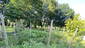 Un jardín con diversas plantas y una estructura de madera.