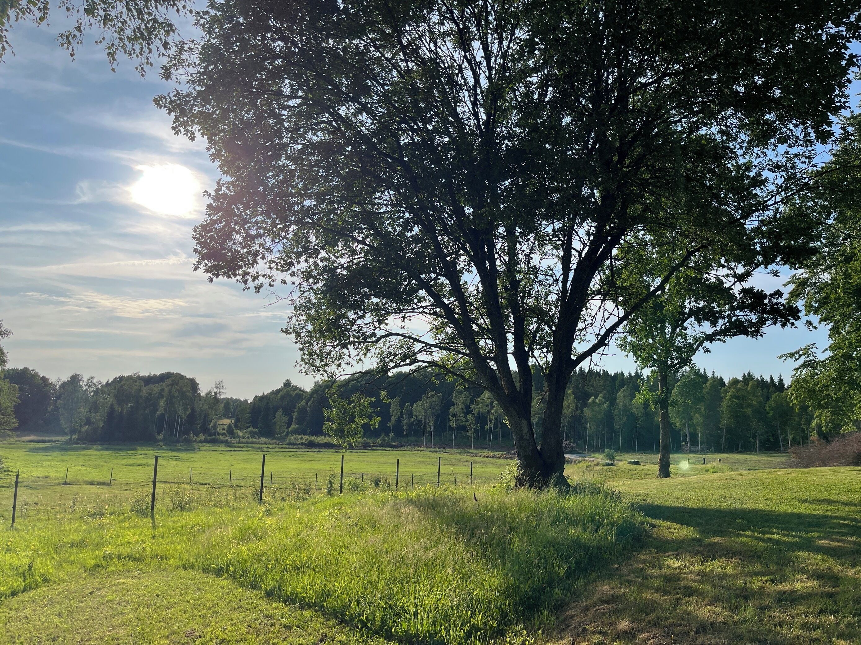 A large tree in a grassy field with a fence in the background.