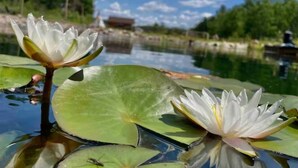 Un étang paisible où flottent deux nénuphars blancs et une grande feuille de nénuphar verte.