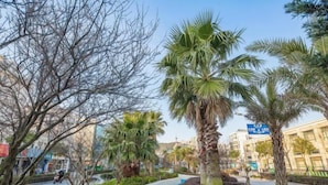 A landscaped area with palm trees, a curved pathway, and buildings in the background.