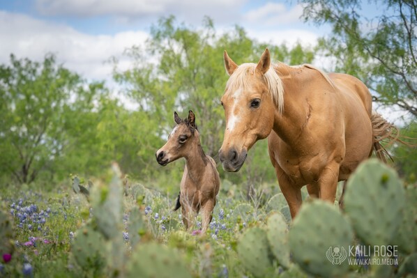 A horse and foal in a natural setting with greenery and cacti.