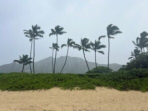 Una playa con palmeras y una montaña al fondo.