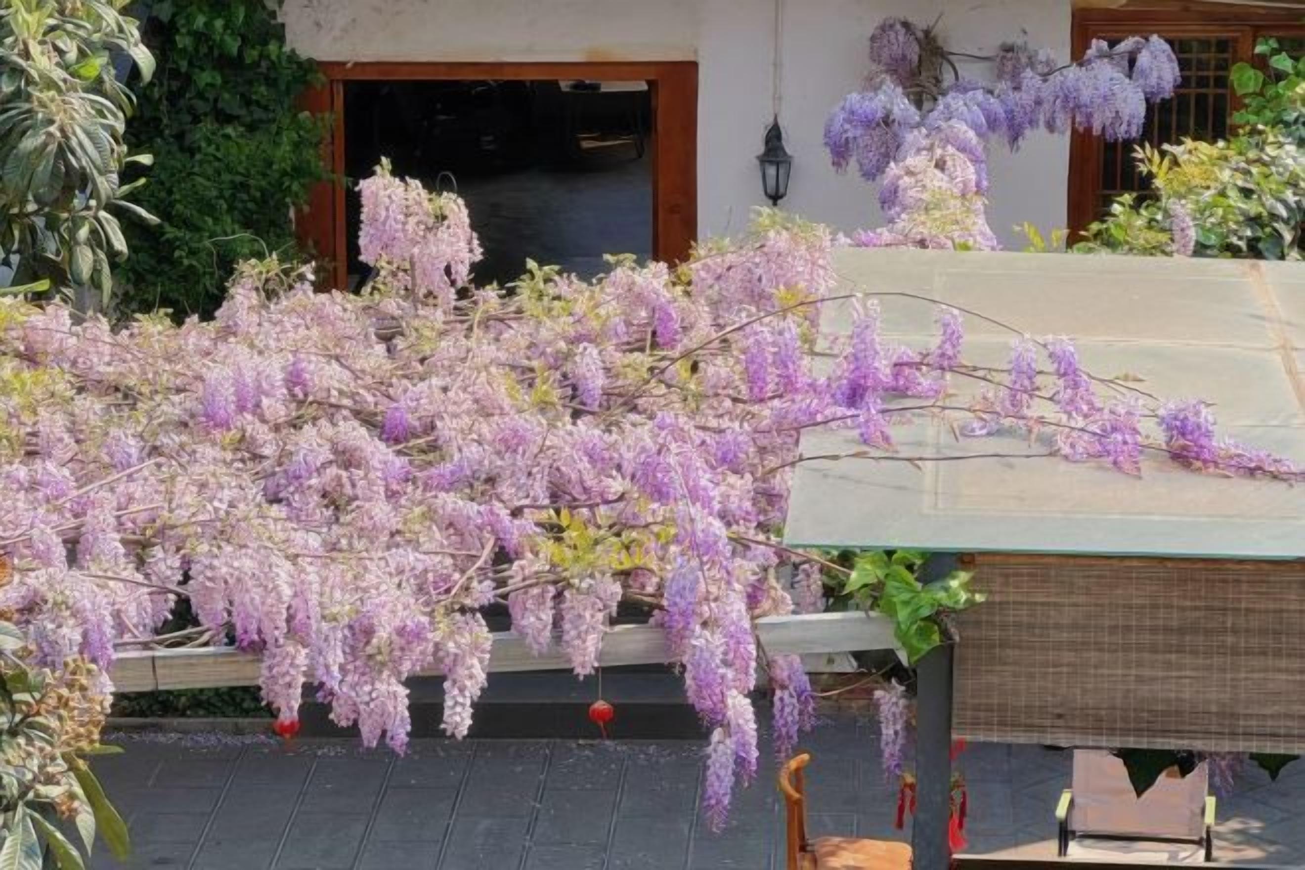 A garden with wisteria vines hanging over a table, a wooden door, and a brick wall.