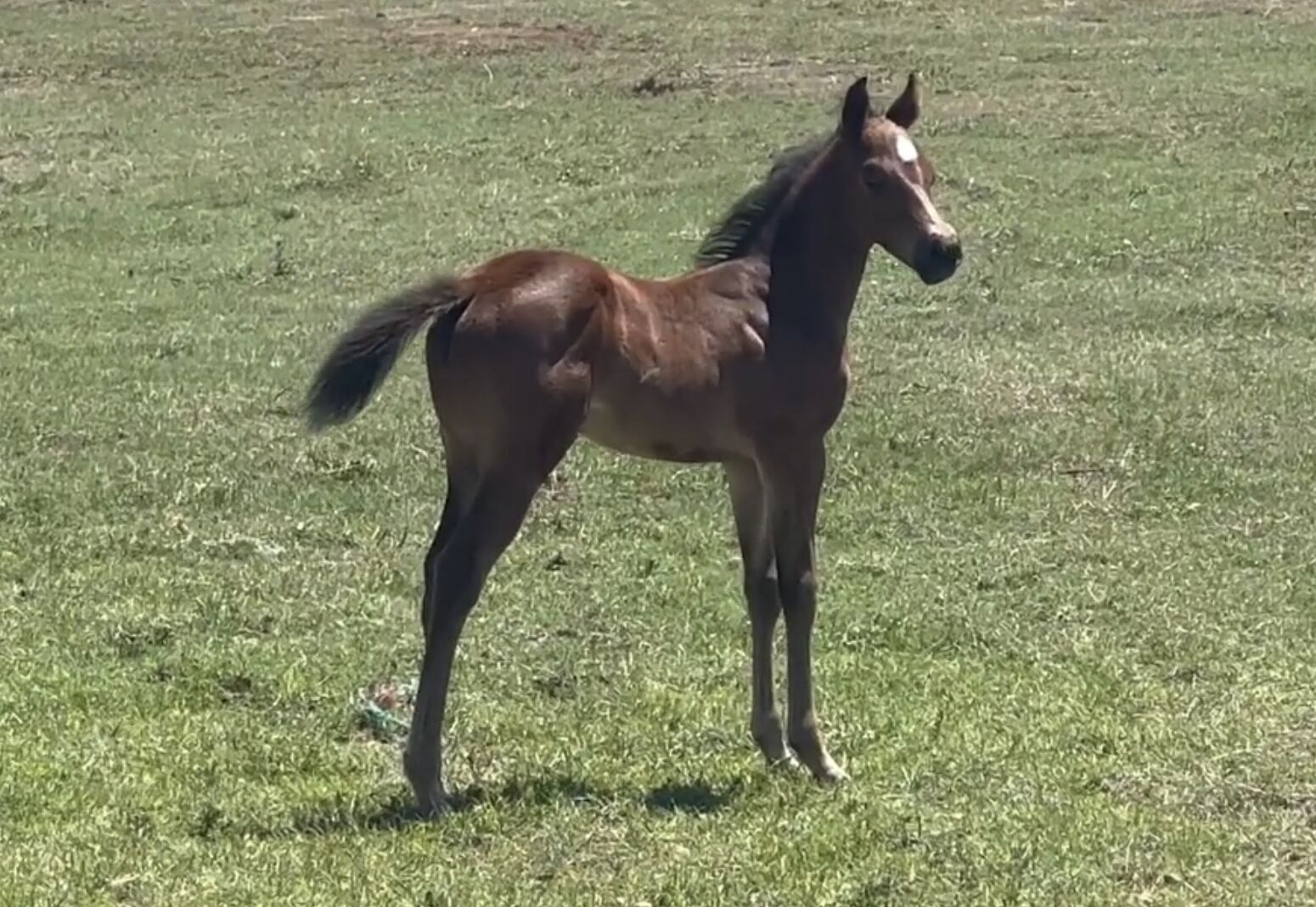 A horse standing in a grassy field.