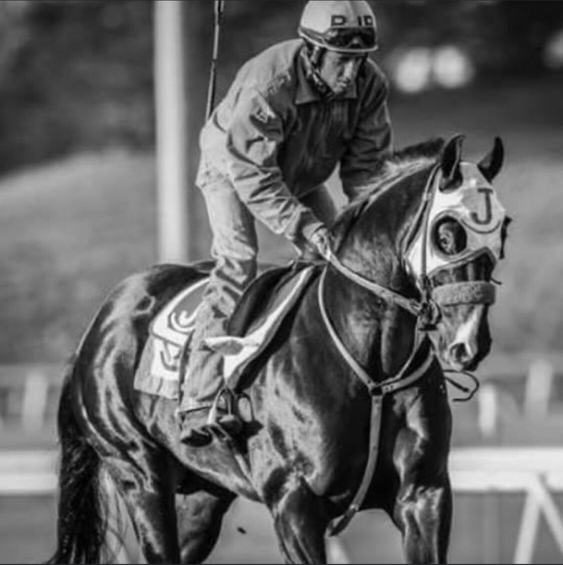 A jockey on a horse, both wearing numbered helmets.