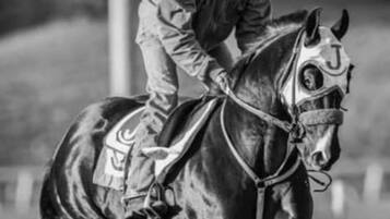 Un jinete montado en un caballo, ambos con cascos numerados.
