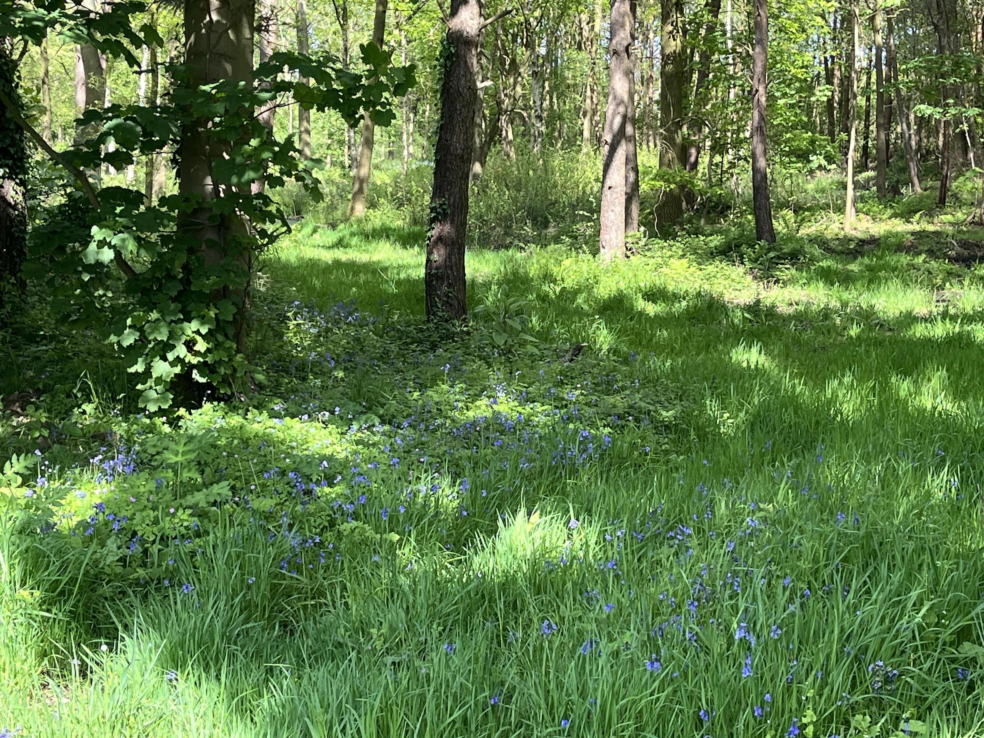 A forested area with dense green foliage and a ground covered in blue wildflowers.