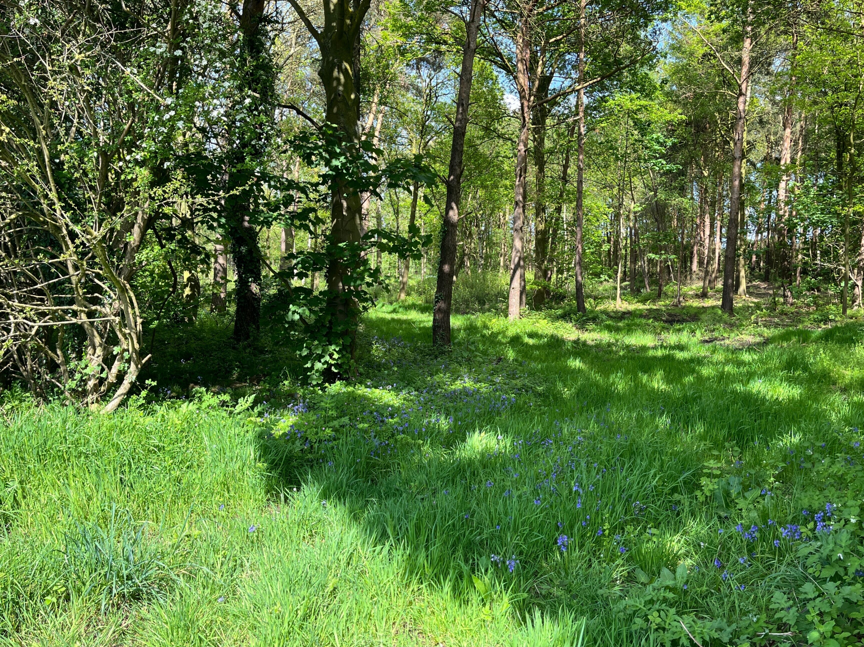 Ein bewaldetes Gebiet mit hohen Bäumen und einem grasbewachsen Pfad.