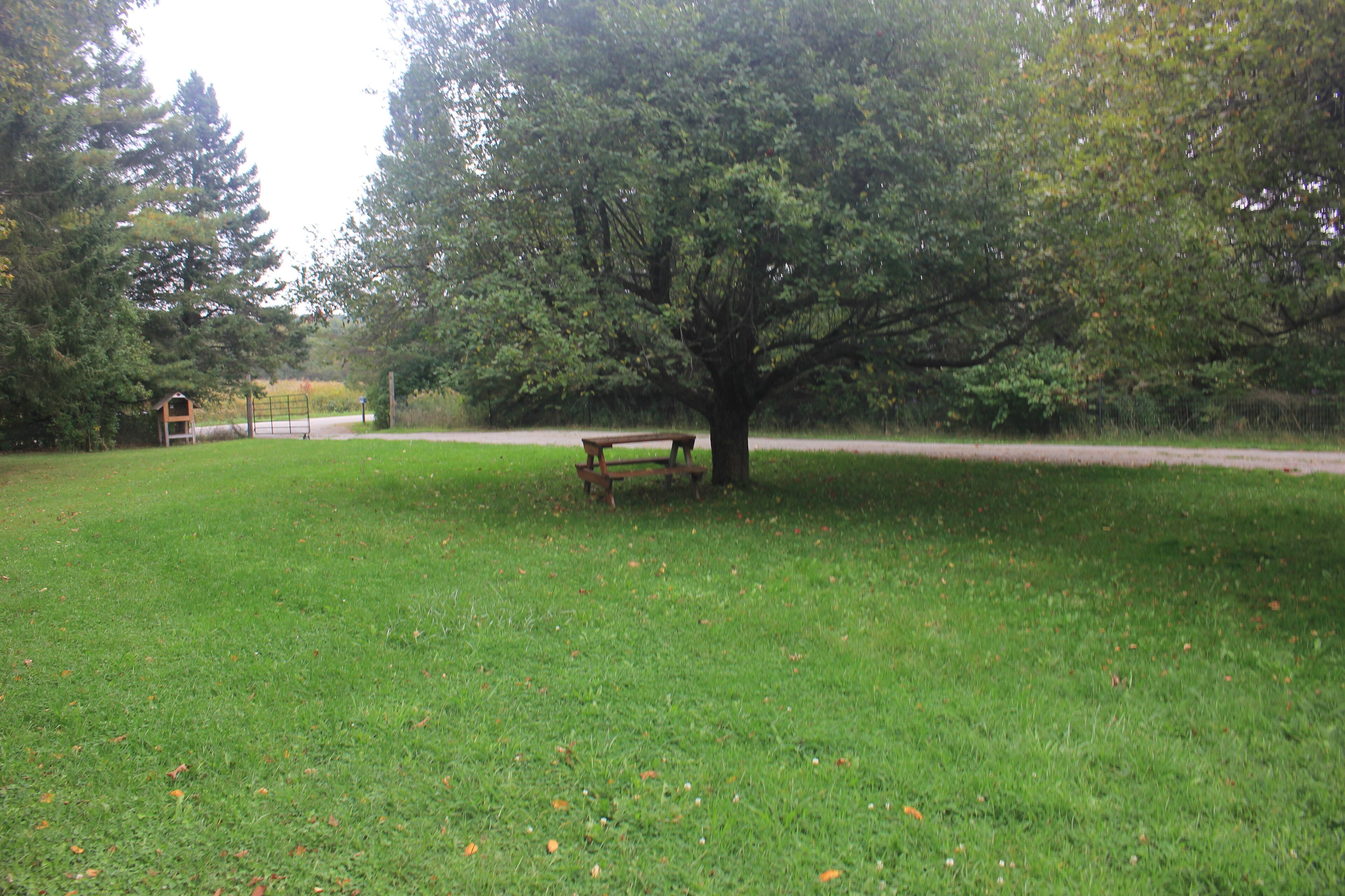 A park with a bench under a large tree.