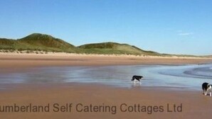 Ein Strand mit zwei Hunden am Wasserrand, Dünen und einem klaren Himmel im Hintergrund.