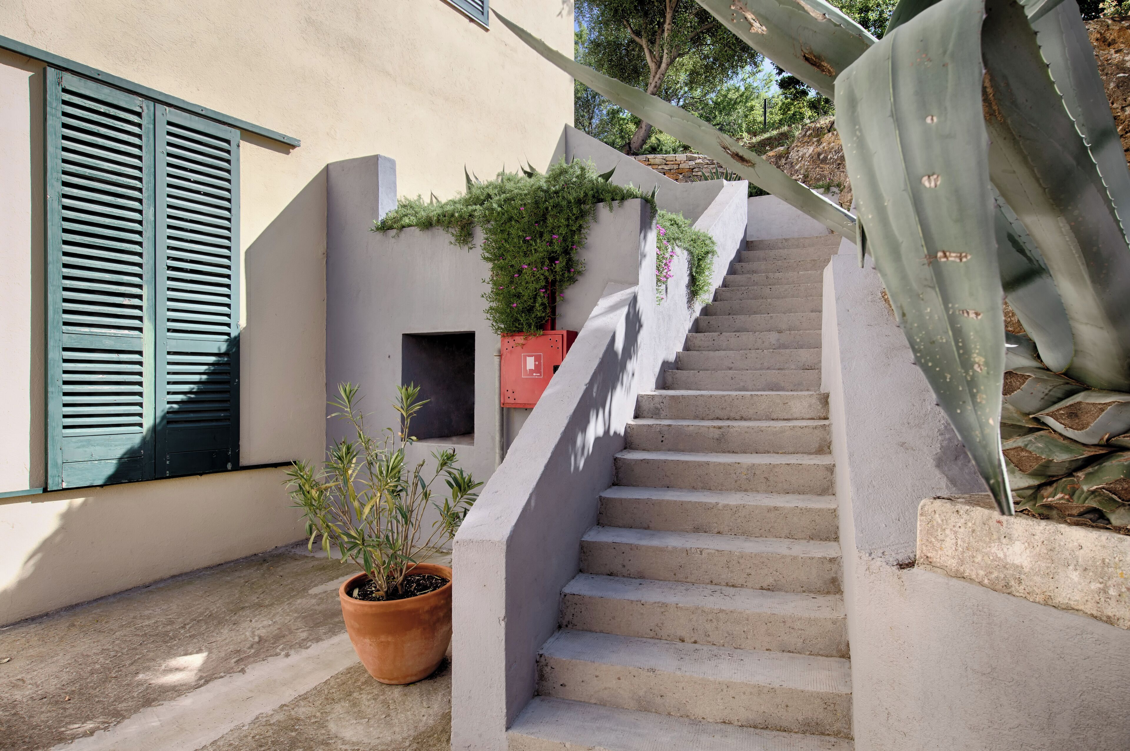 A concrete staircase leading up to a building with a potted plant and a cactus.