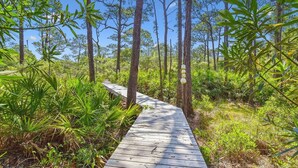 Un paseo marítimo de madera que atraviesa un bosque denso, con árboles altos y abundante vegetación.