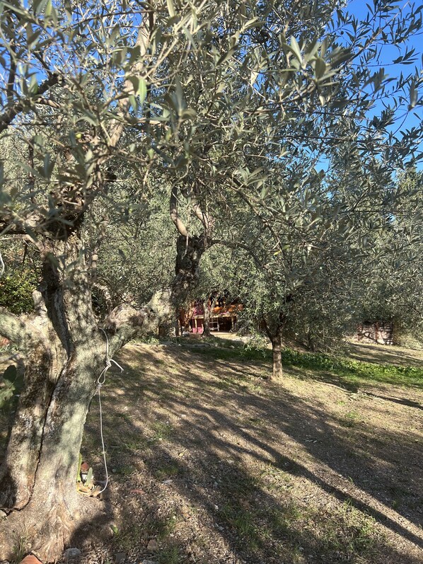 Property grounds - Lodge in the olive grove (Toscana)