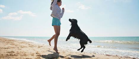 A person and a dog on a sandy beach with the ocean in the background.