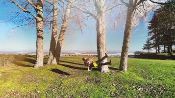 A park with trees and a grassy area.