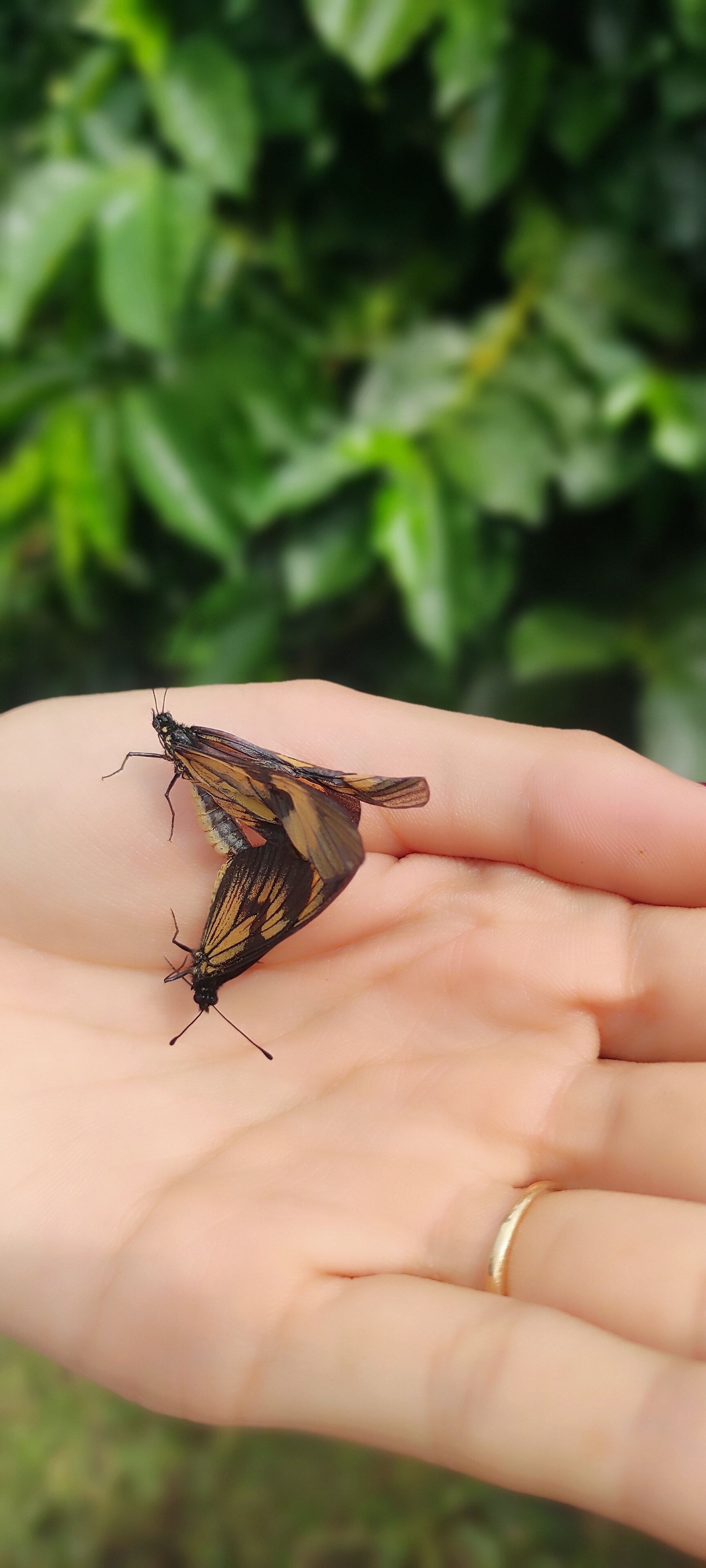 A hand holding a butterfly.