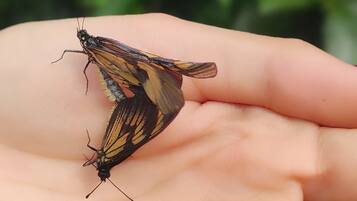 A hand holding a butterfly.
