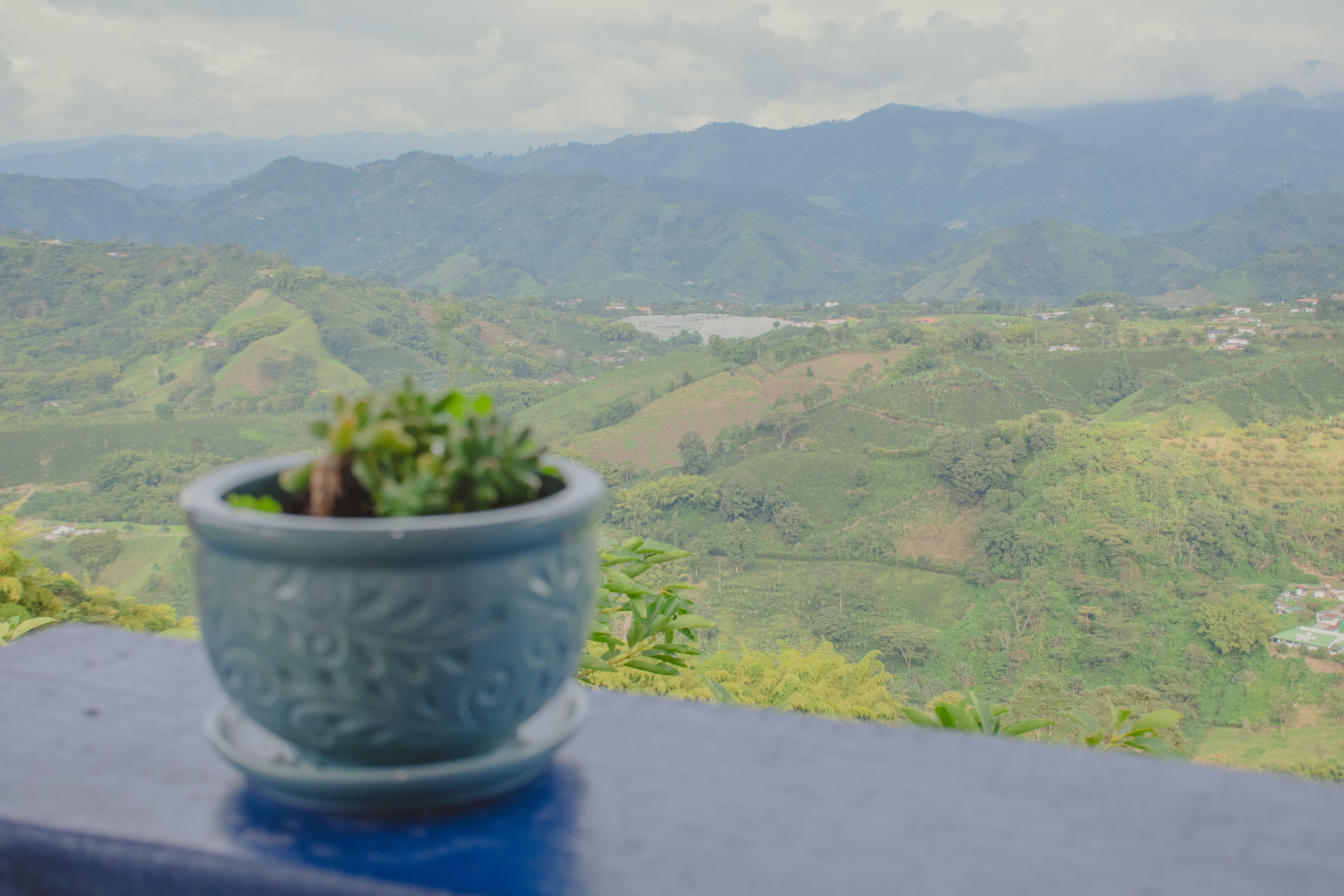 A potted plant on a balcony overlooking a mountainous landscape.