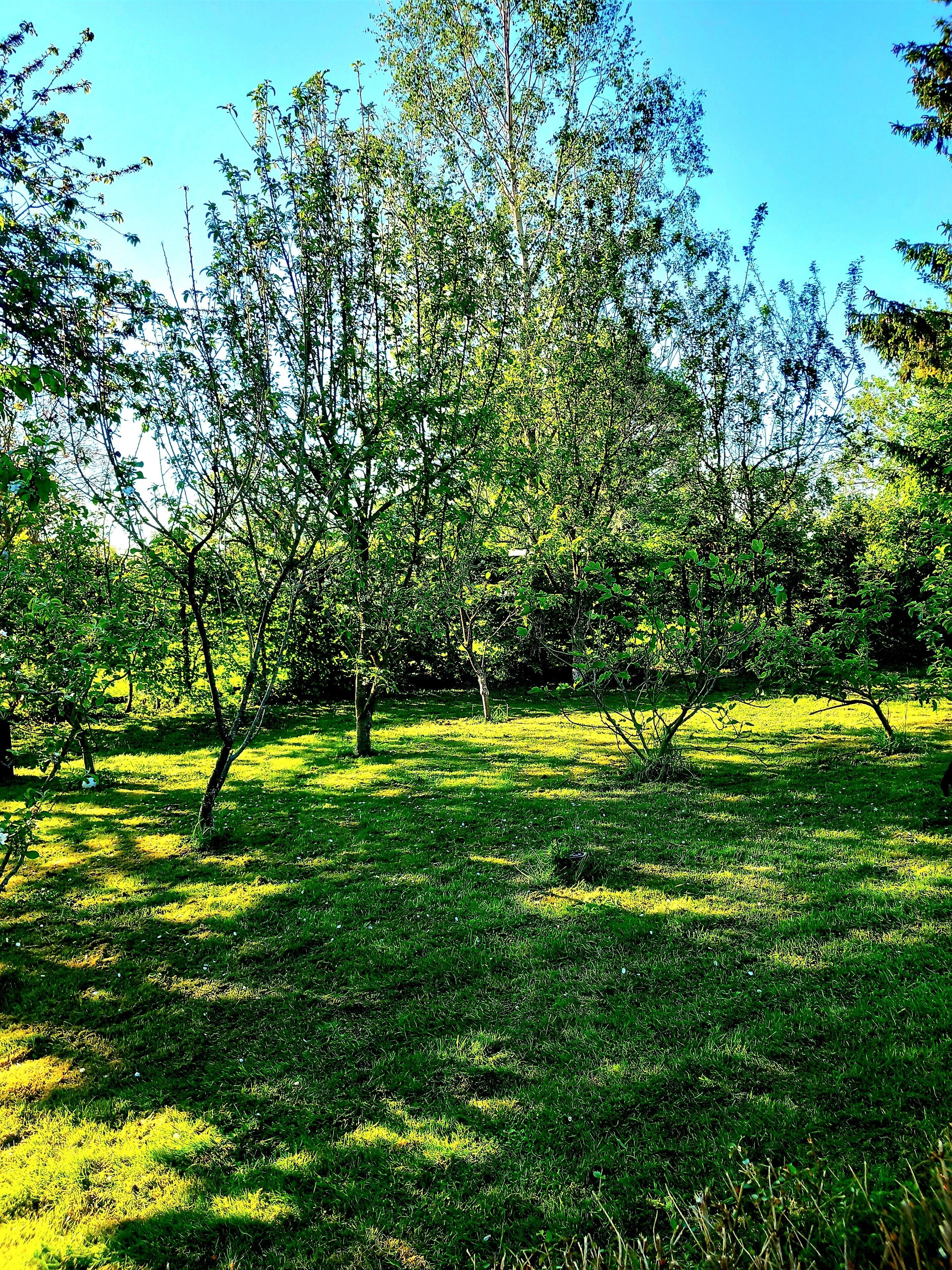 Un campo cubierto de hierba con árboles y un cielo azul despejado.