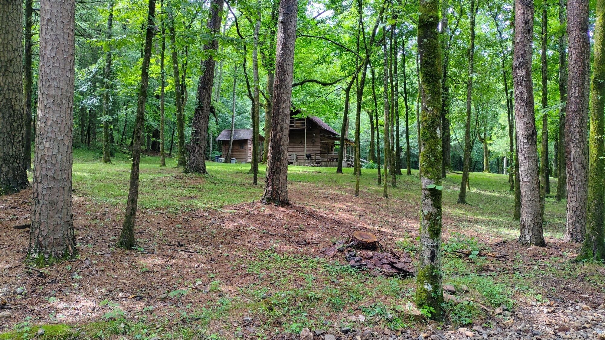 Una cabaña rústica en un bosque tupido con un sendero de tierra que lleva a ella.