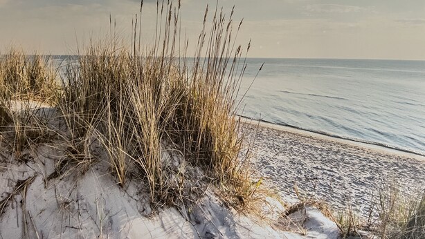 Ein Strand mit Dünen und hohem Gras.